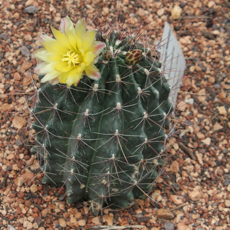 Ferocactus hamatacanthus