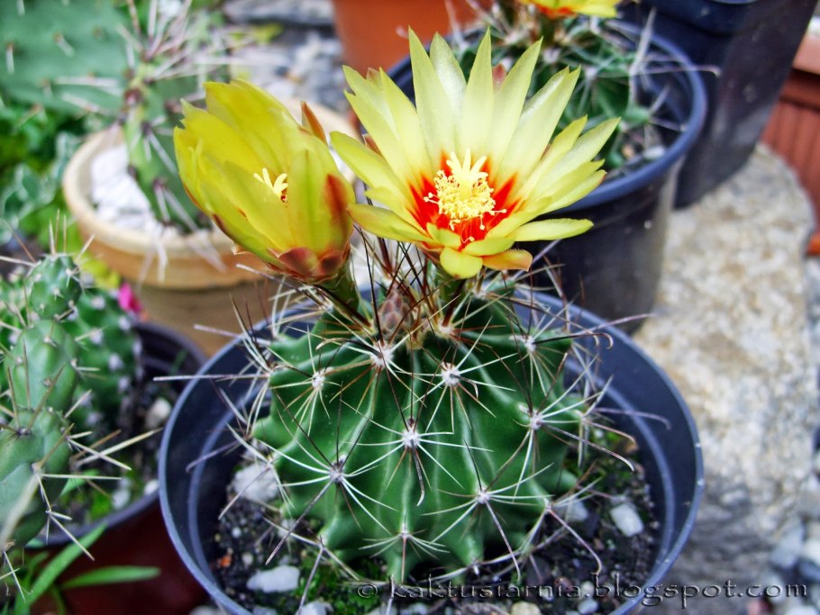 Хаматокактус сетиспинус цветение