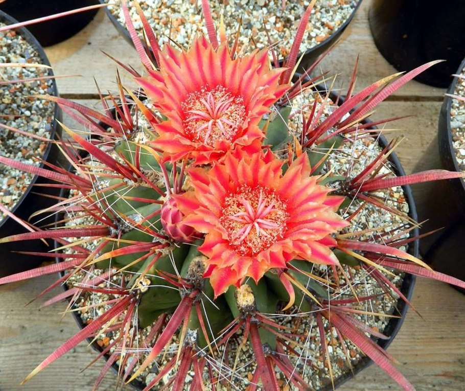 Thelocactus flavus