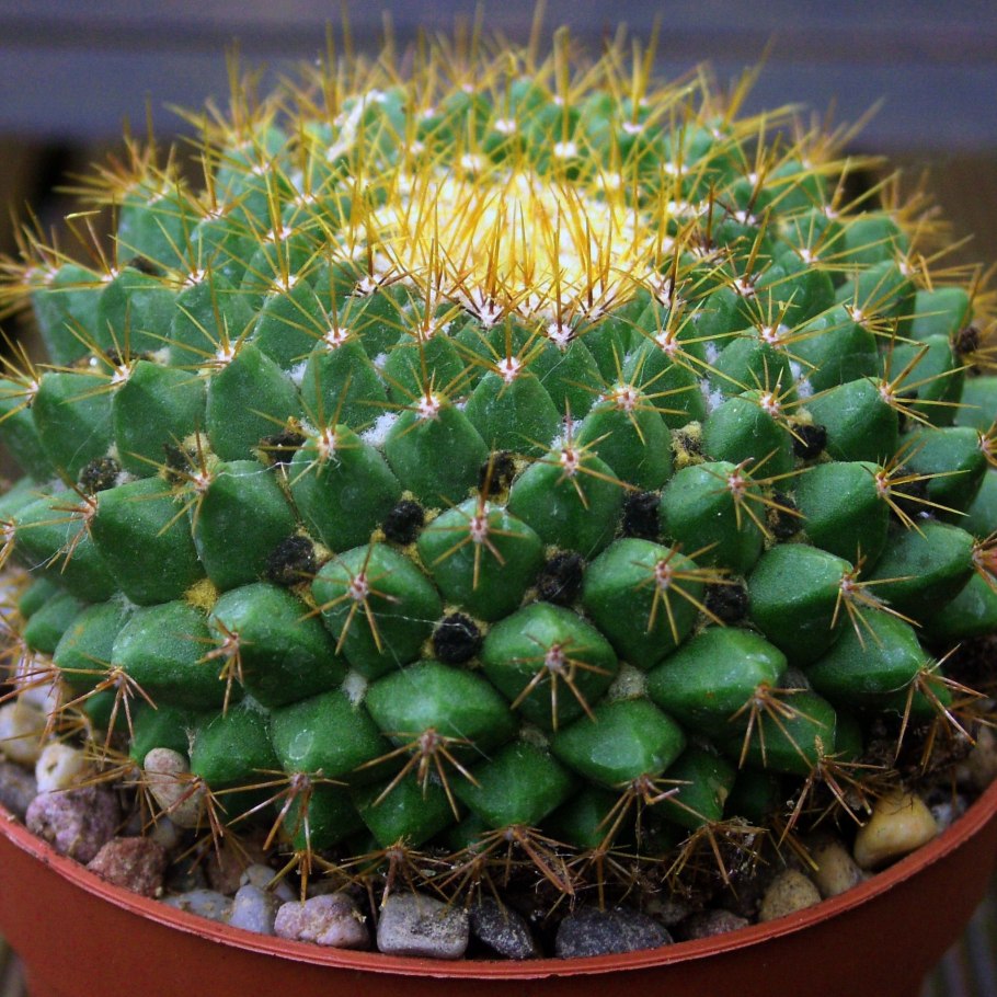 Hamatocactus (Ferocactus) hamatacanthus