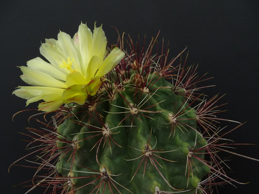 Thelocactus bicolor Pan 194