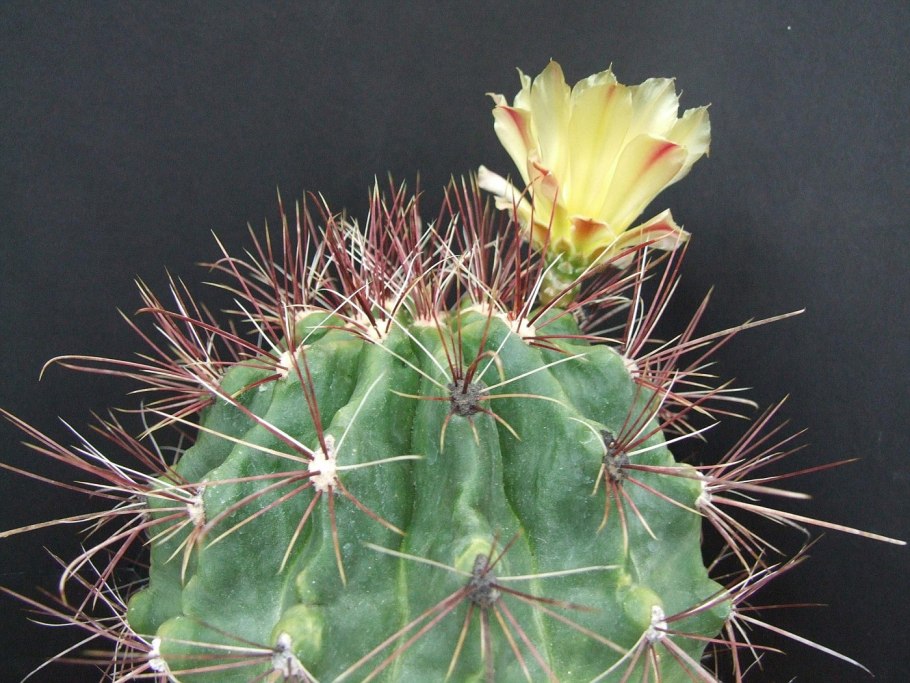 Хаматокактус 5.5