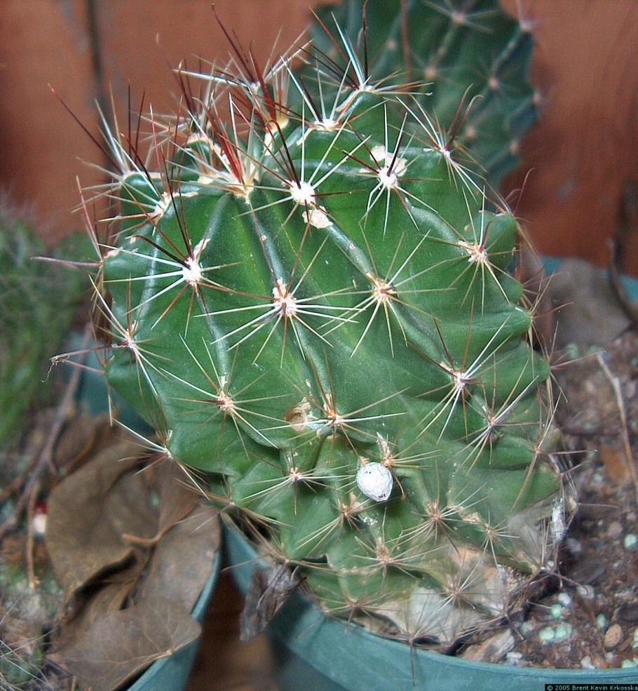 Hamatocactus setispinus LX 666