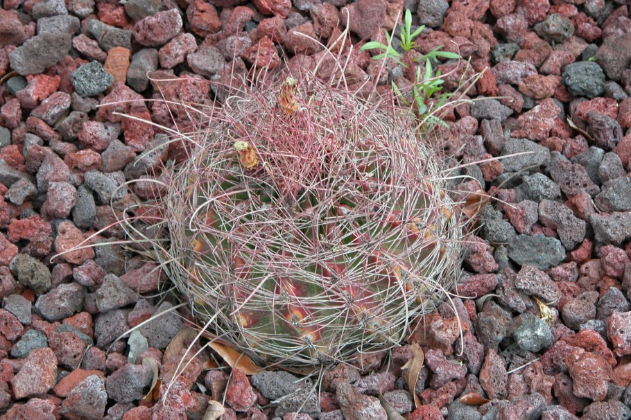 Ferocactus hamatacanthus