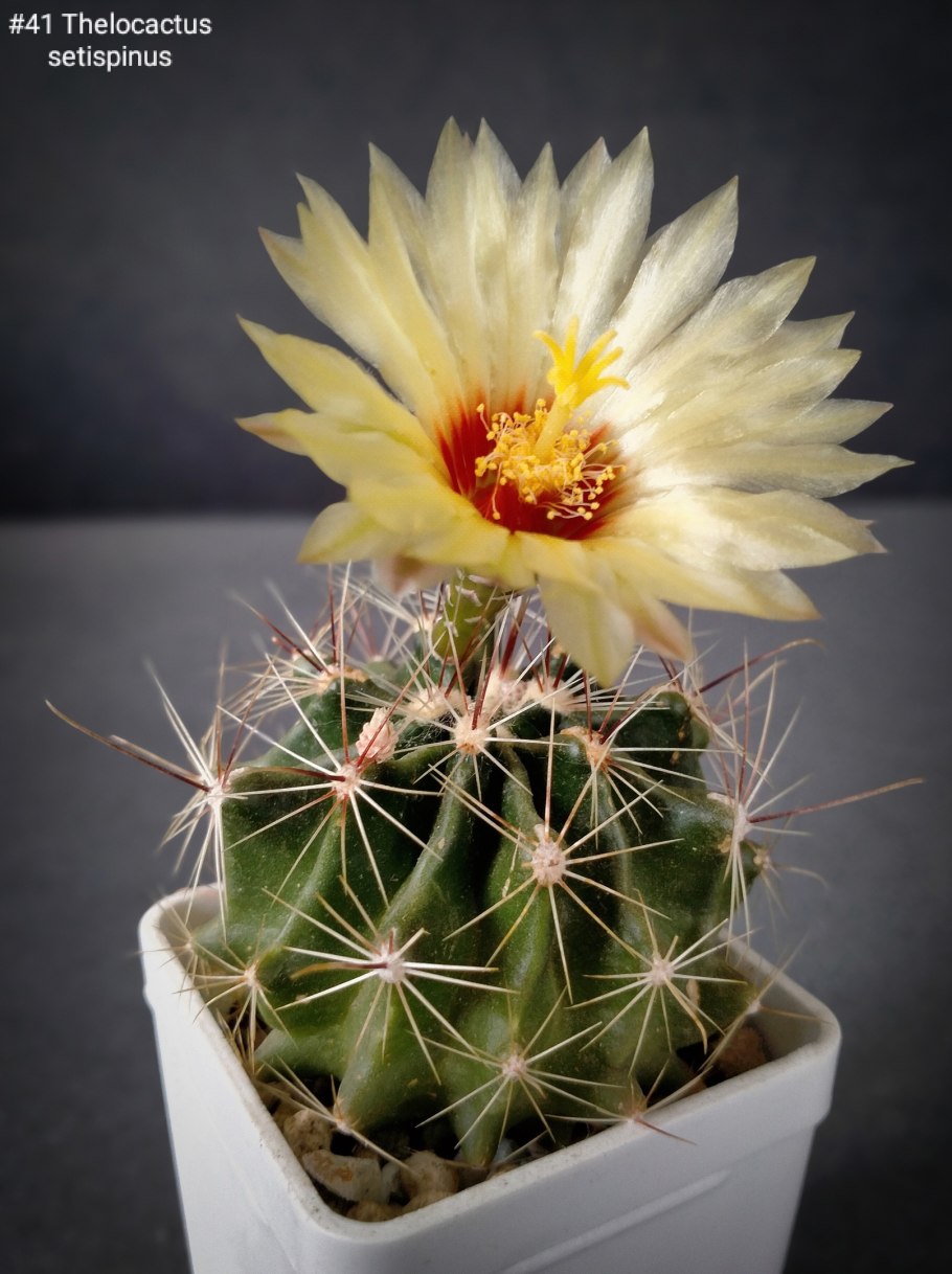 Хаматокактус щетинкоколючковый