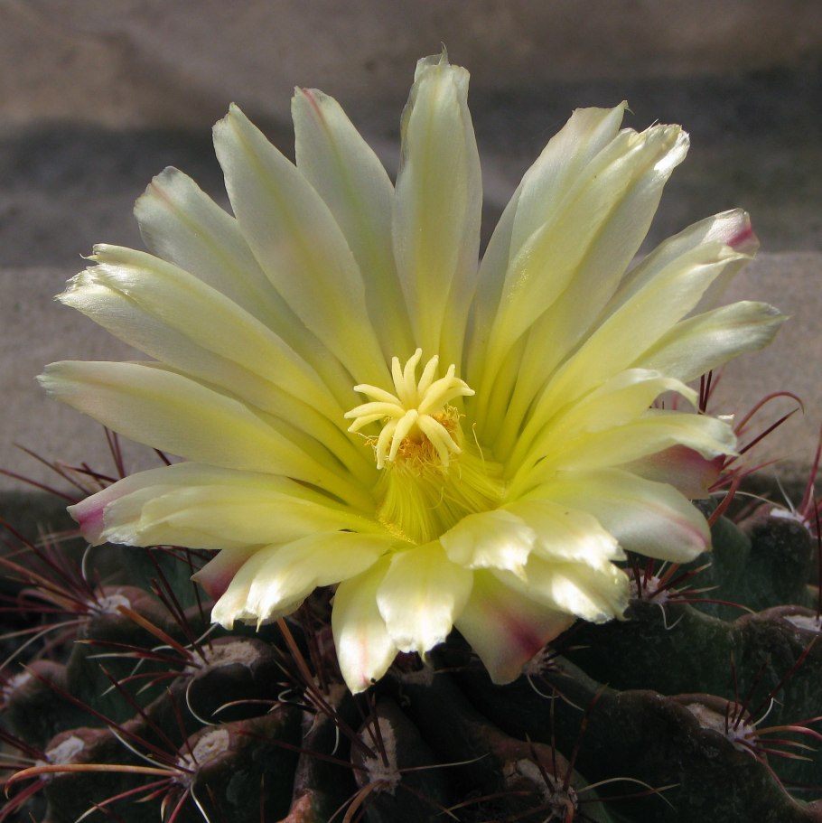 Кактус голландский Хаматокактус