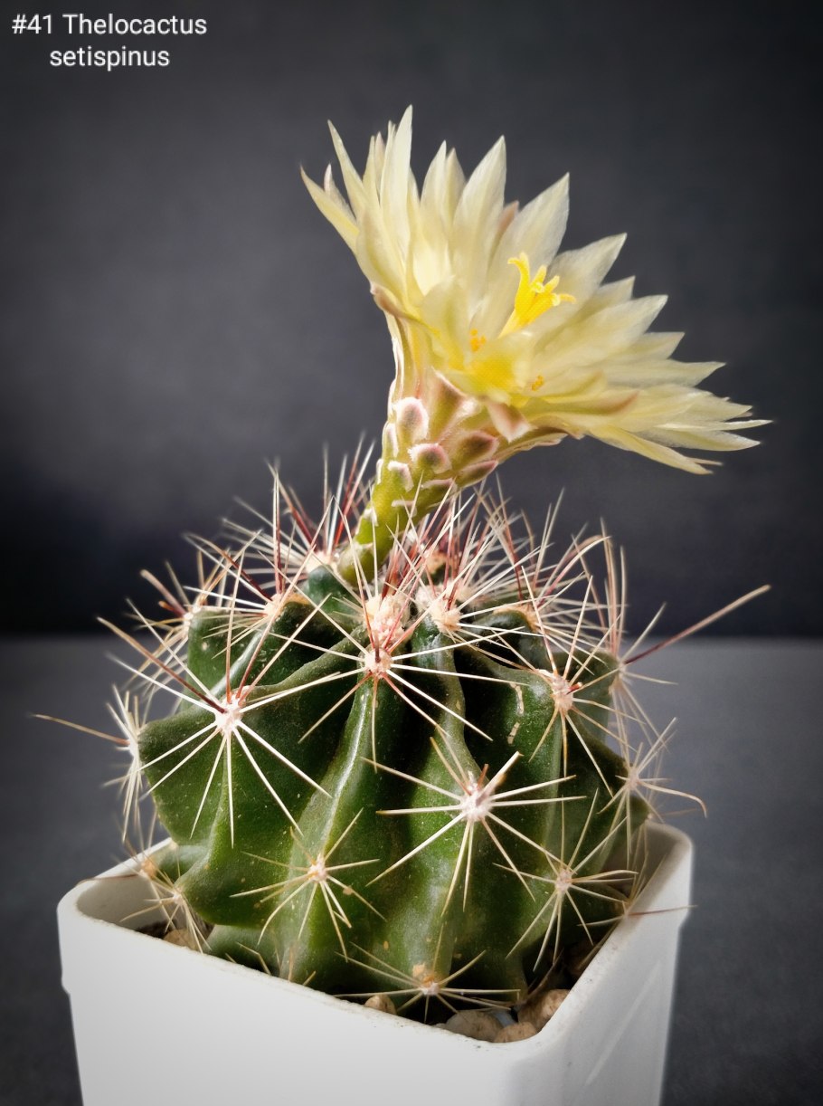 Кактус Mammillaria marksiana