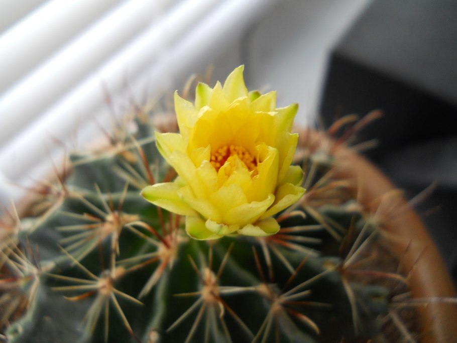 Thelocactus wagnerianus