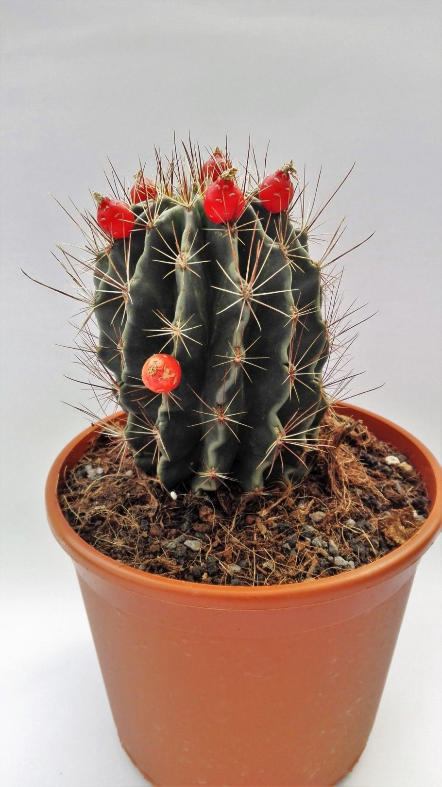 Кактус Acanthocalycium glaucum