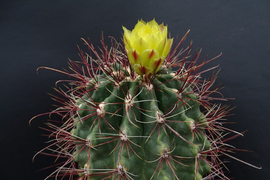 Thelocactus setispinus