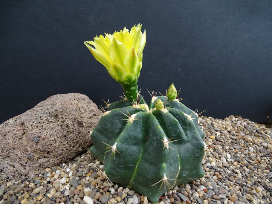 Hamatocactus setispinus
