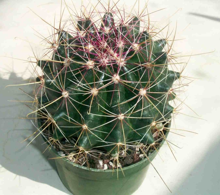 Кактус Магнитогорск