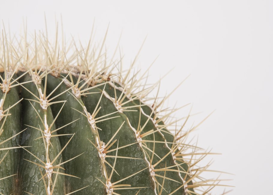 Hamatocactus hamatacanthus v longihamatus