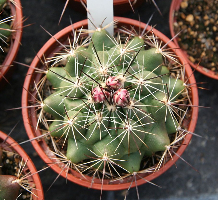 Flowers of Ferocactus