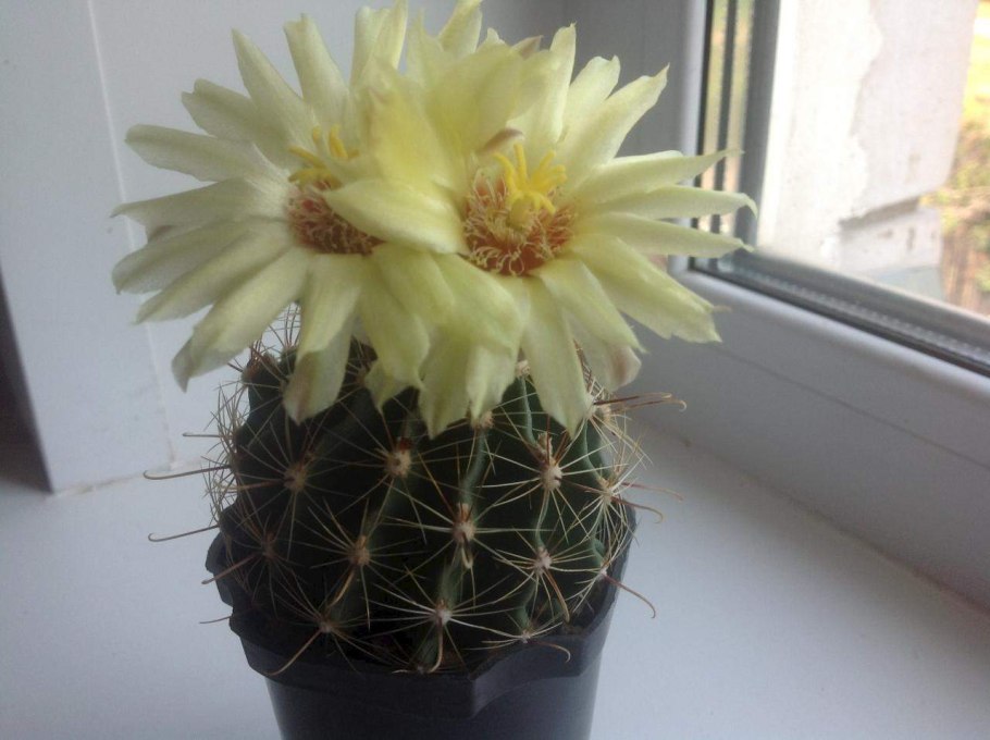 Хаматокактус сетиспинус цветение