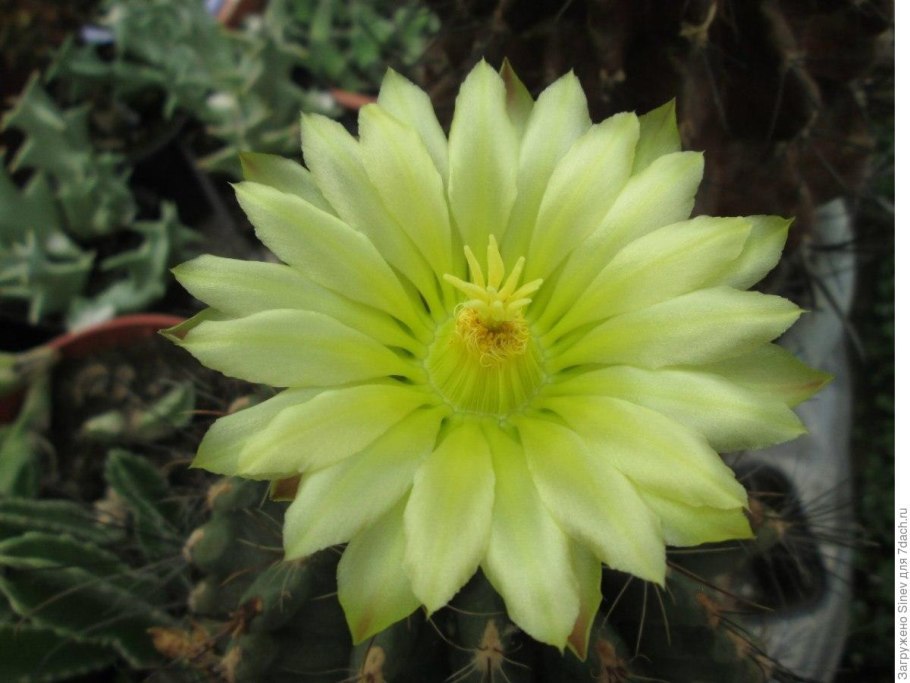 Эхинопсис золотистый
