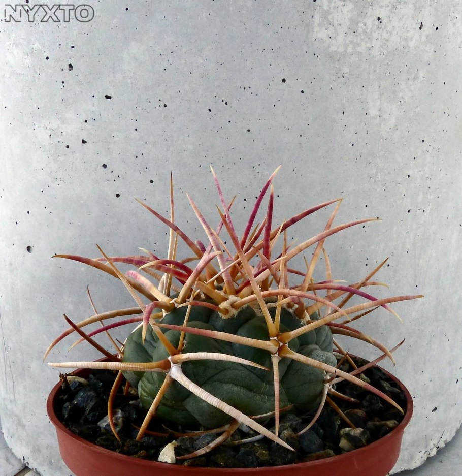 Thelocactus hexaedrophorus fossulatus
