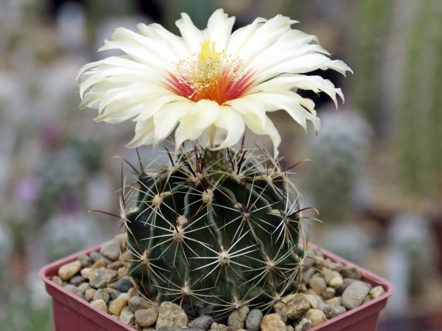 Хаматокактус синуатус