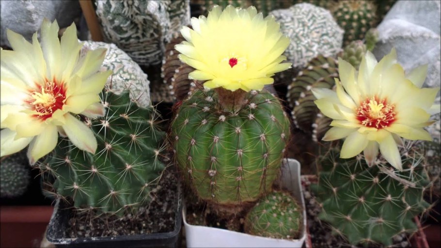 Кактус Нотокактус Отто