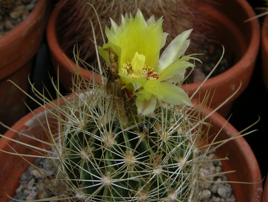 Хаматокактус щетинкоколючковый