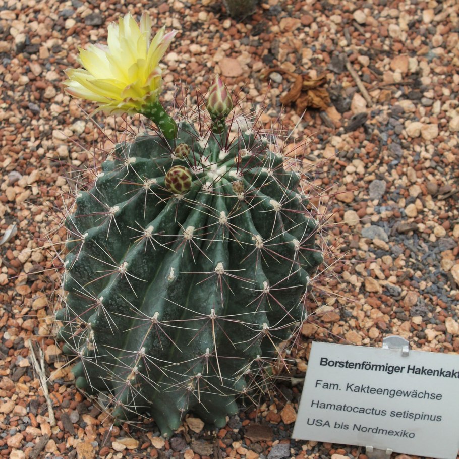 Кактус Ferocactus glaucescens