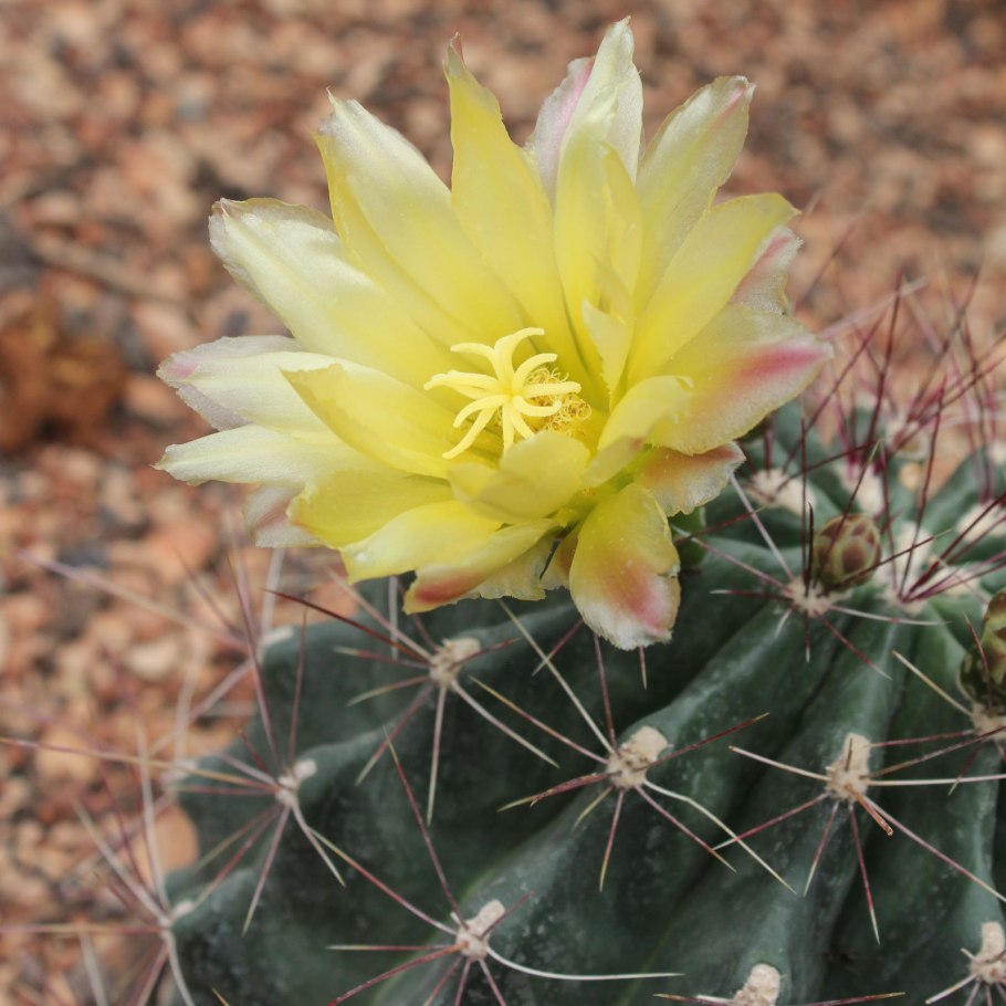 Ferocactus hamatacanthus