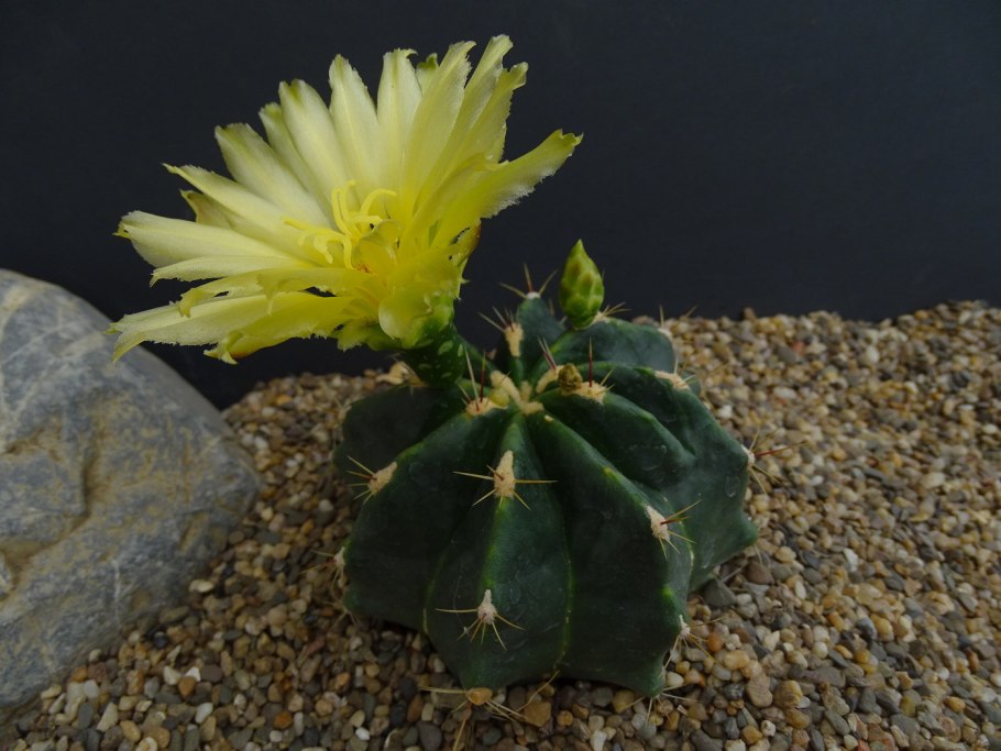 Кактус Телокактус сетиспинус