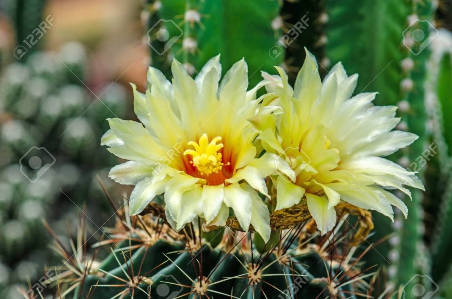 Цветы Хаматокактус сетиспинус