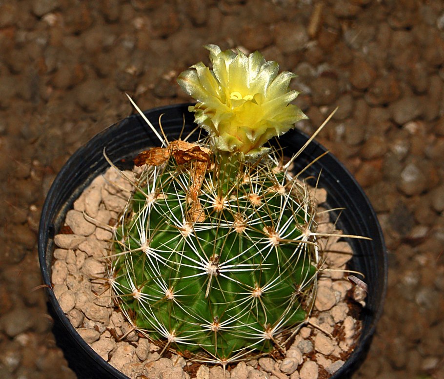 Ферокактус Хаматокактус Ferocactus hamatacanthus