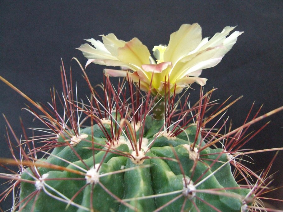 Ferocactus hamatacanthus
