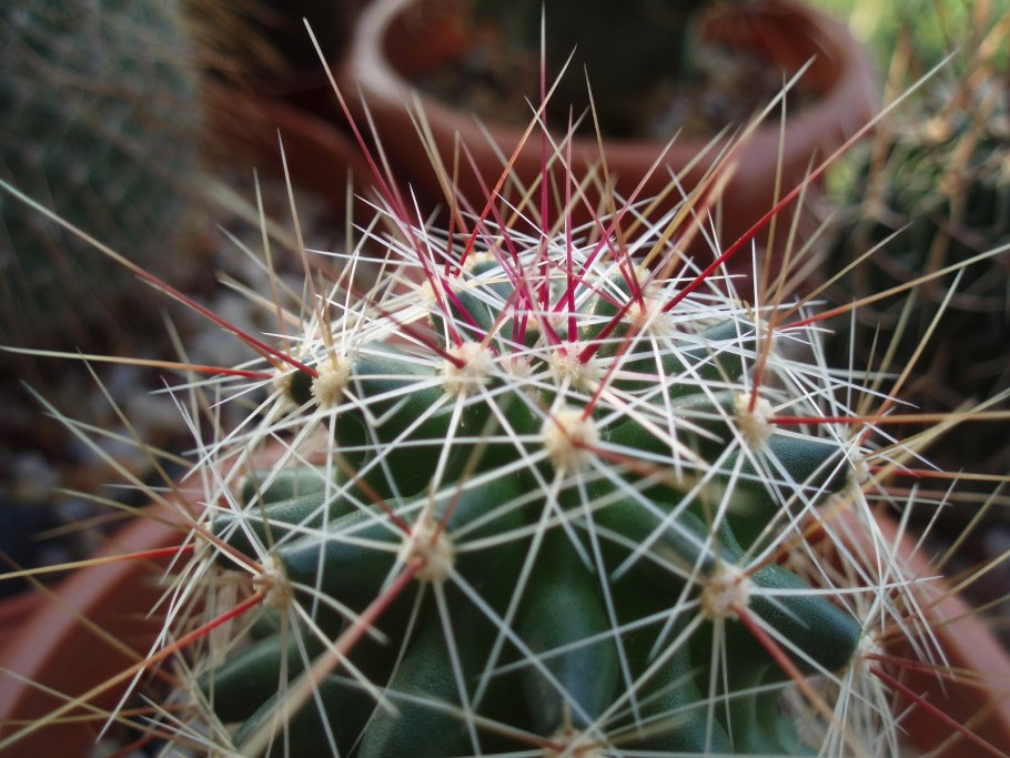 Хаматокактус в Оби