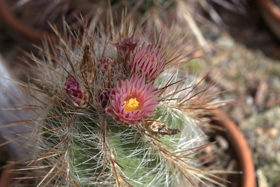 Кактусёнок интернет