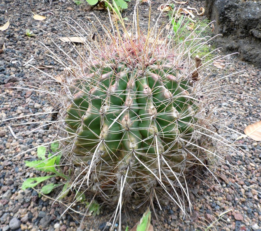 Эхинофоссулокактус мультикостатус