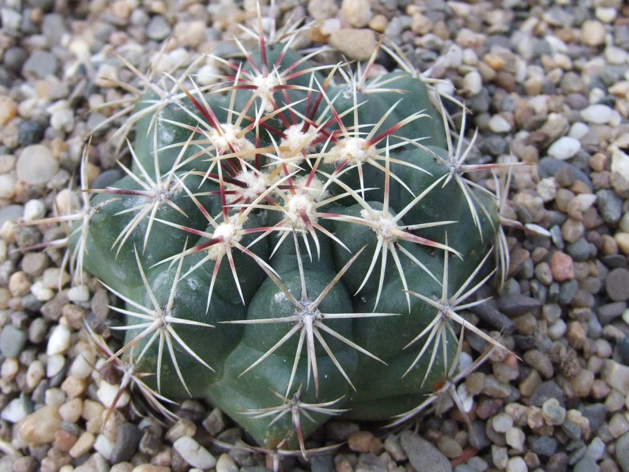 Ферокактус Хаматокактус