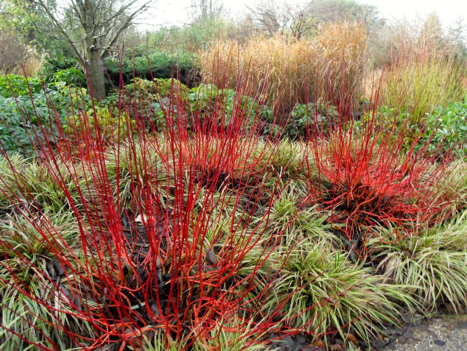 Cornus Alba Siberian Pearls