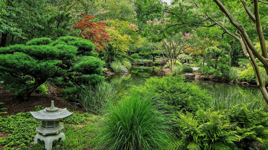 Клен Гиннала в ландшафтном