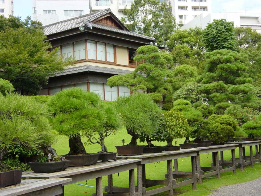 Японский сад растения Азалия