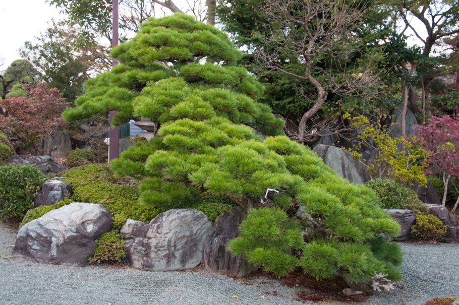 Коичи Курису сады