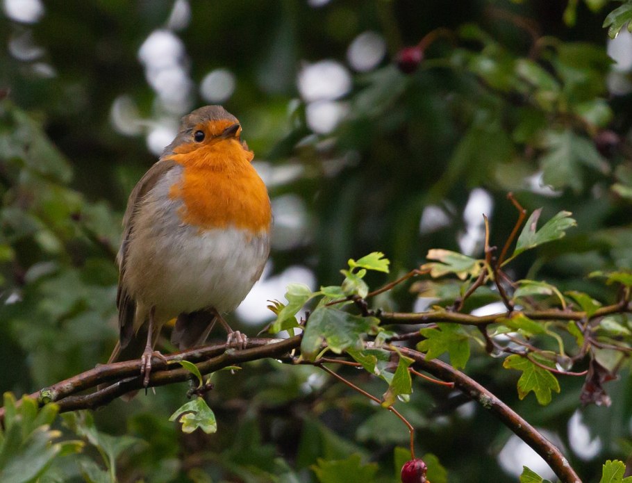 Robin Redbreast птица