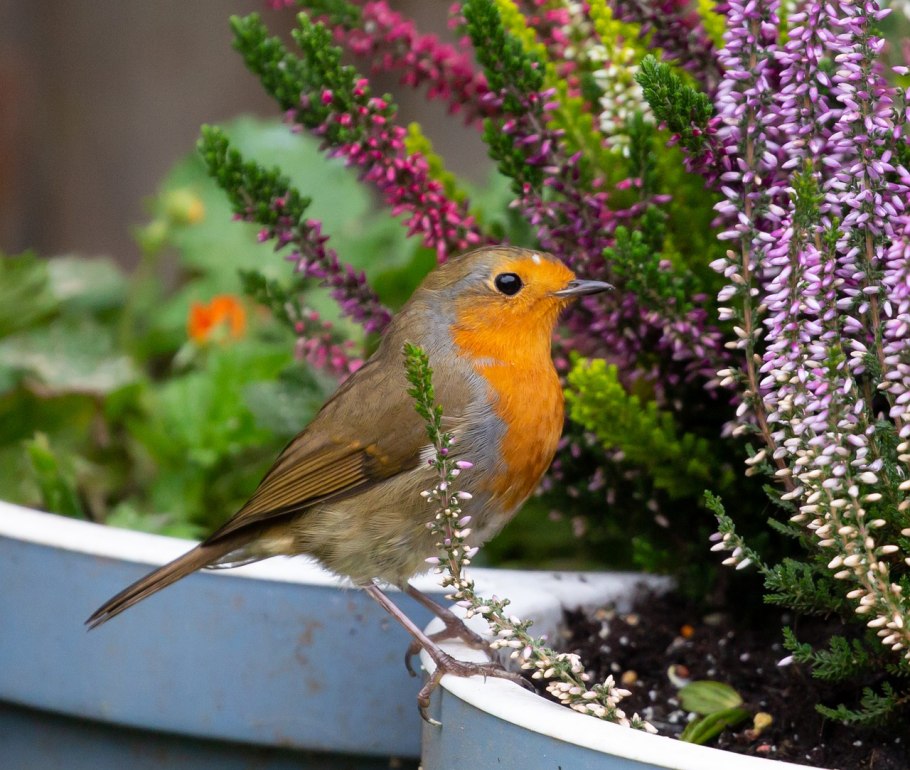 Зарянка Малиновка горихвостка