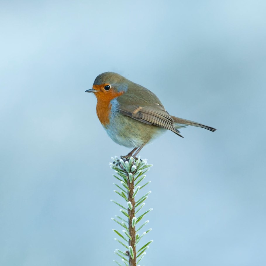 Розовая Малиновка