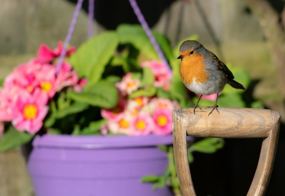 Белохвостая Зарянка