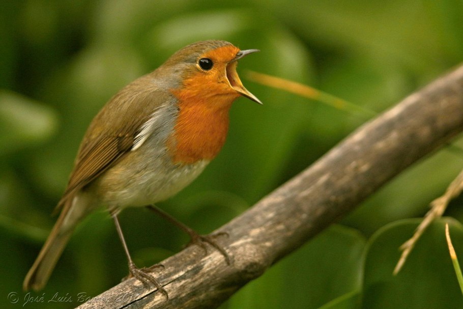 Кладка зарянки