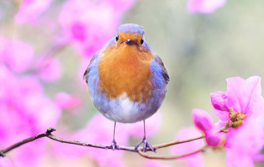 Птичка на ветке яркая