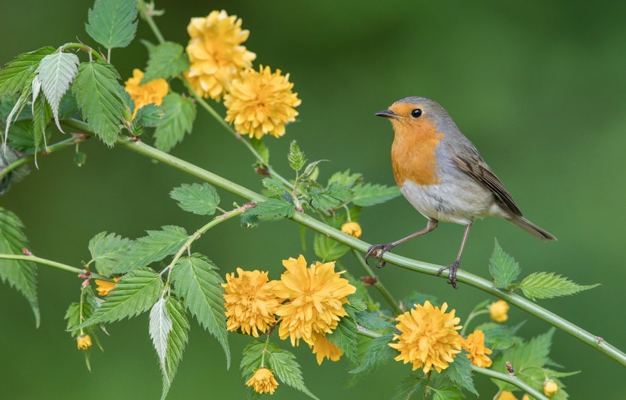 Зарянка птица