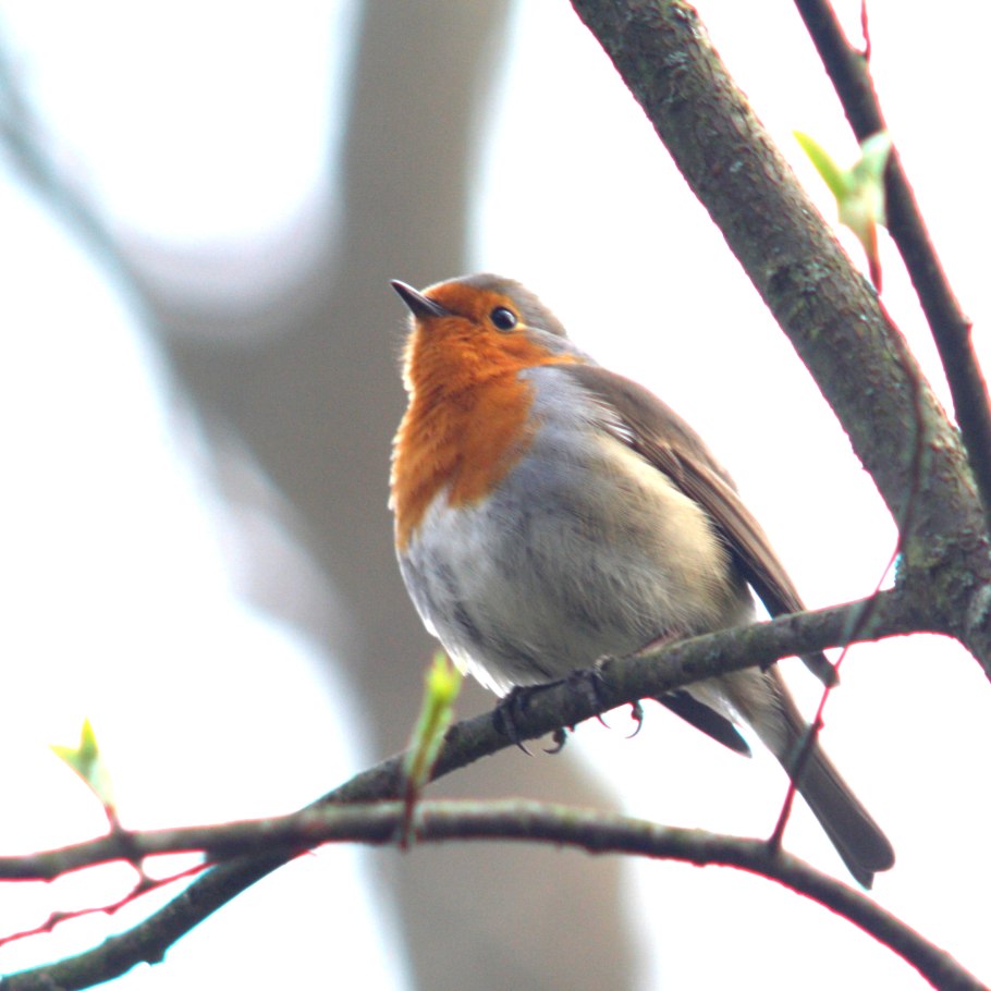 Красногрудые зяблики