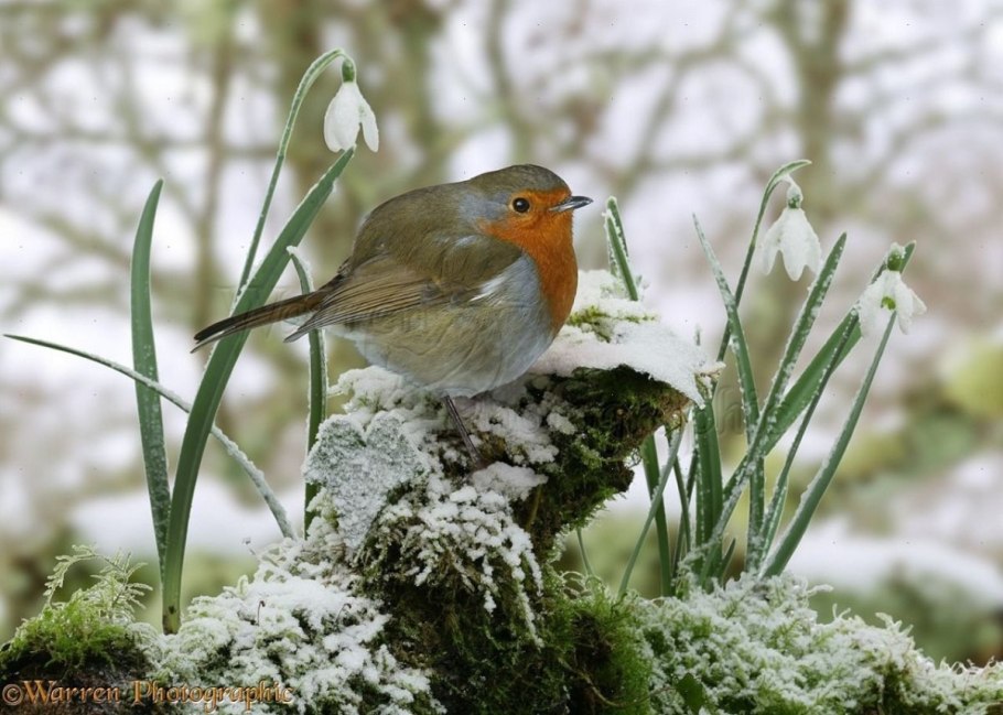 Белохвостая Зарянка