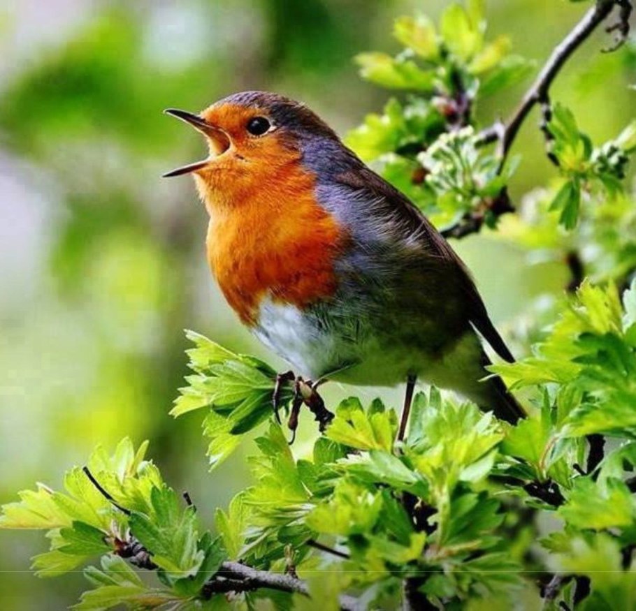 Зарянка на заре