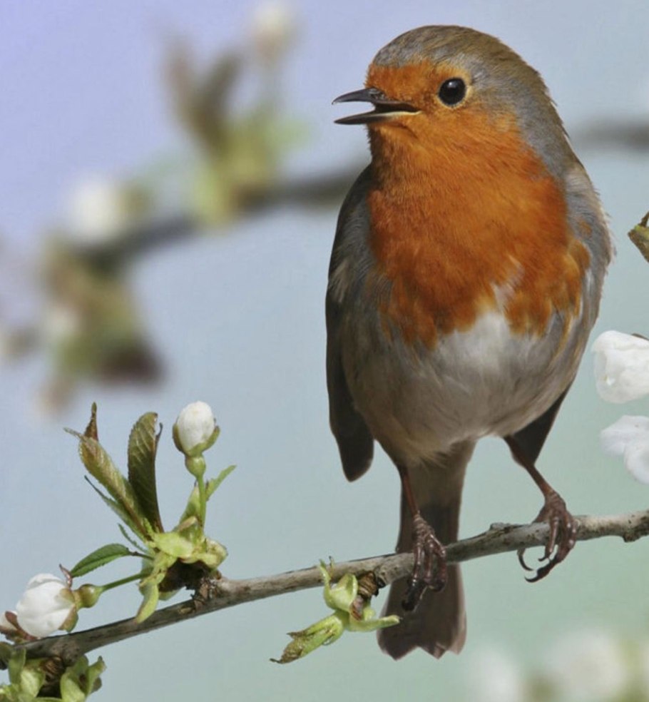 Мартовские птицы