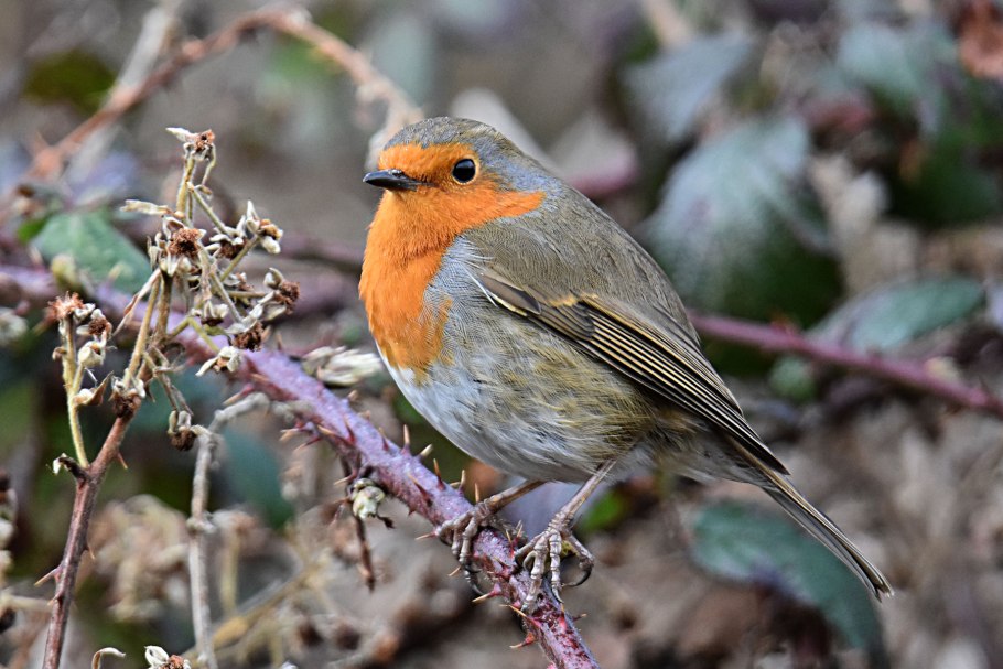 Белохвостая Зарянка